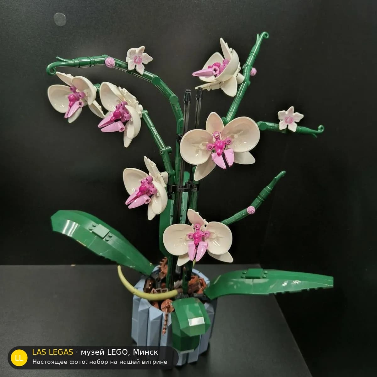 LEGO 10311 Орхидея (Orchid) на витрине музея Las Legas